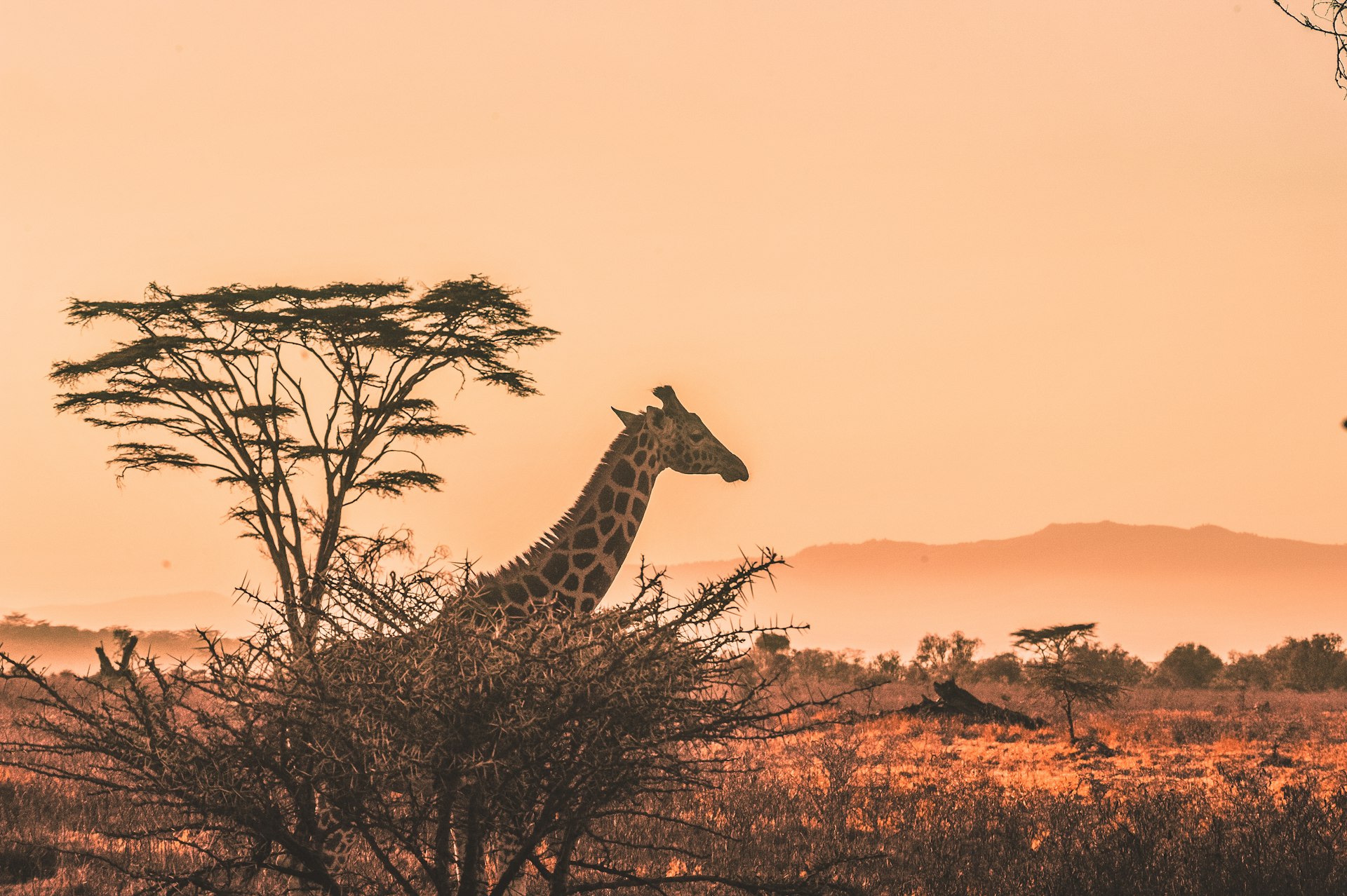 Samburu National Reserve - Special Five wildlife